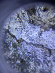 Biscogniauxia atropunctata