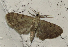 Eupithecia