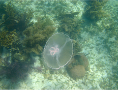 Aurelia marginalis