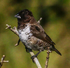 Spermestes cucullata