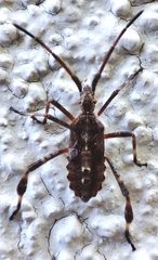Leptoglossus occidentalis