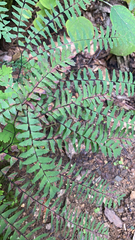 Adiantum pedatum