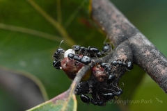 Dolichoderus taschenbergi