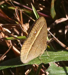 Brakefieldia perspicua