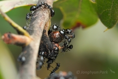 Dolichoderus taschenbergi