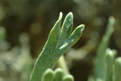 Artemisia spiciformis