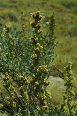 Artemisia spiciformis