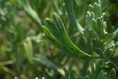 Artemisia spiciformis