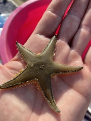 Astropecten jonstoni