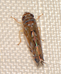 Scaphoideus