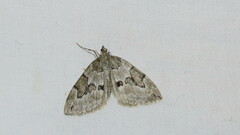 Thera juniperata