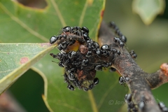 Dolichoderus taschenbergi