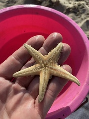 Astropecten jonstoni
