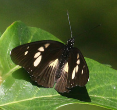 Pseudacraea lucretia
