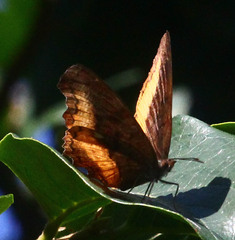 Eurytela dryope