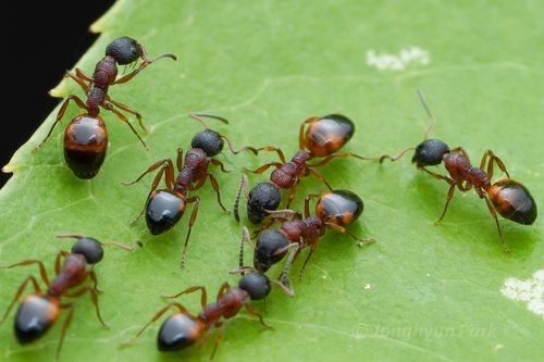 Mottled Odorous Ant photo 3
