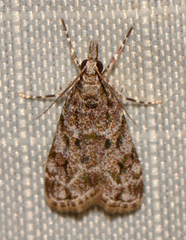 Scoparia basalis