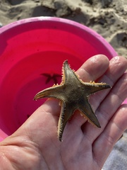 Astropecten jonstoni