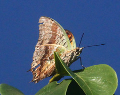 Charaxes candiope