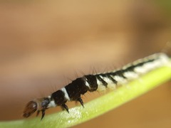 Helcystogramma
