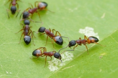 Dolichoderus plagiatus