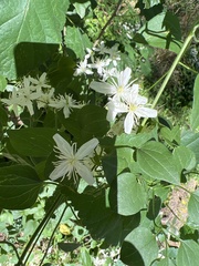 Clematis terniflora