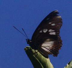 Pseudacraea lucretia