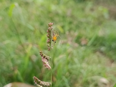 Oxyopes