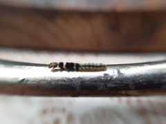 Helcystogramma