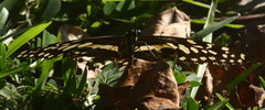 Papilio demodocus