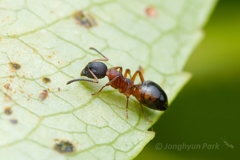 Dolichoderus plagiatus