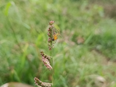 Oxyopes