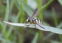 Chrysotoxum intermedium