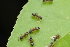 Dolichoderus plagiatus