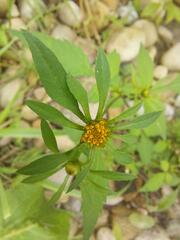 Bidens frondosa