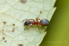 Dolichoderus plagiatus