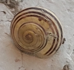 Cepaea nemoralis