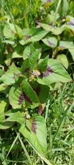 Persicaria nepalensis