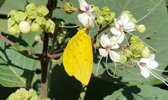 Phoebis neocypris