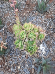 Gibbiflorae