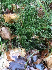 Equisetum scirpoides