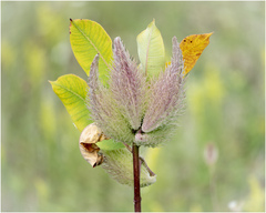Asclepias syriaca