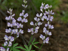 Lupinus arbustus