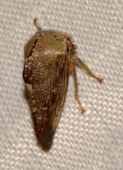Telamona