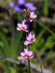 Ixia scillaris