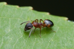 Dolichoderus plagiatus