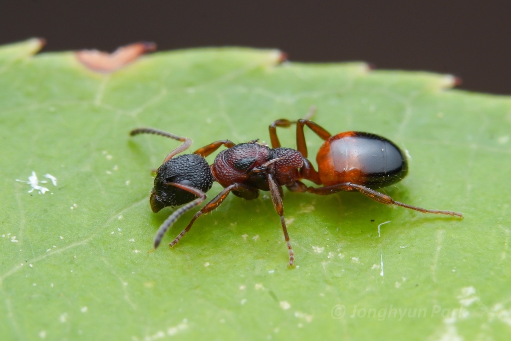 Dolichoderus