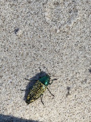Buprestis confluenta