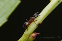 Dolichoderus plagiatus