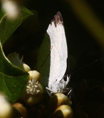 Appias epaphia